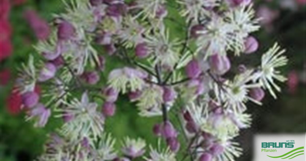 valeriane plantes Graines Valériane Officinale (Valeriana officinalis) – Plante utile