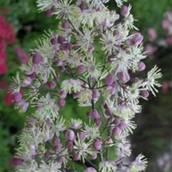 thalictrum_hybride_elin_GM_R2.jpg