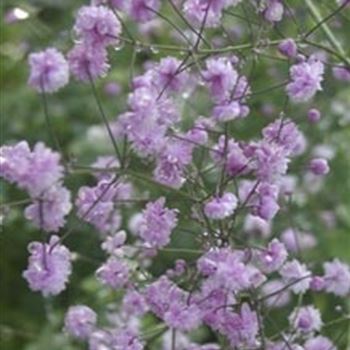 thalictrum_delavayi_hewitts_double_GM_R2.jpg