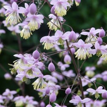 thalictrum_rochebrunianum_GM_Q1.jpg