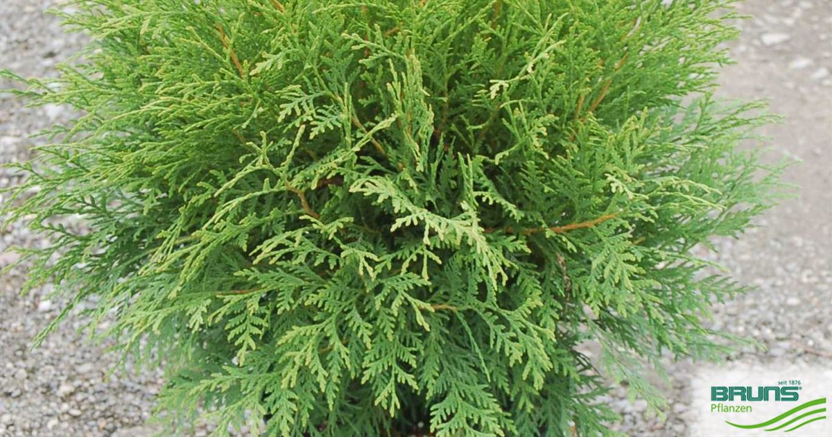 THUJA OCCIDENTALIS 'LITTLE CHAMPION' von Bruns Pflanzen