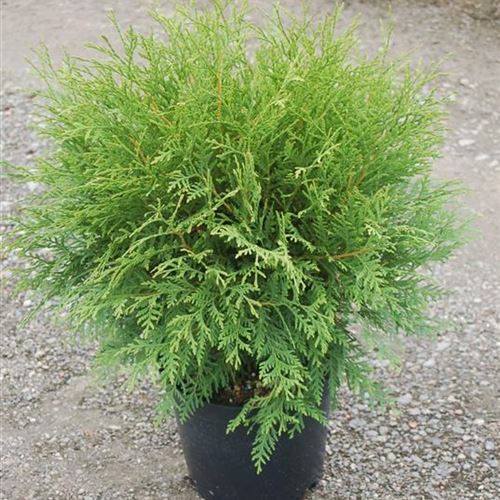 THUJA OCCIDENTALIS 'LITTLE CHAMPION'