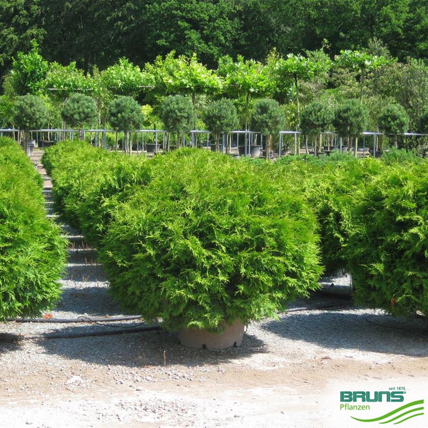 THUJA OCCIDENTALIS 'LITTLE CHAMPION' von Bruns Pflanzen