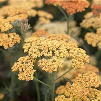 Achillea millefolium 'Terracotta'