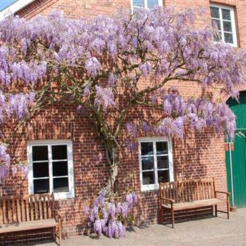 Wisteria_sinensis_Blue_Cascade_W.JPG