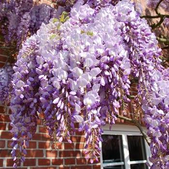 Wisteria_sinensis_Blue_Cascade.JPG