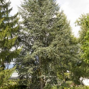 Cedrus atlantica