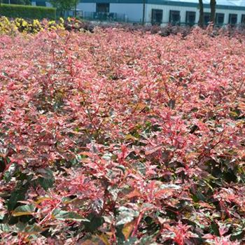 Acer_conspicum_Red_Flamingo_2.JPG