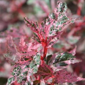 Acer_conspicum_Red_Flamingo_1.JPG