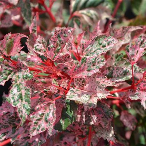 Acer conspicum 'Red Flamingo'