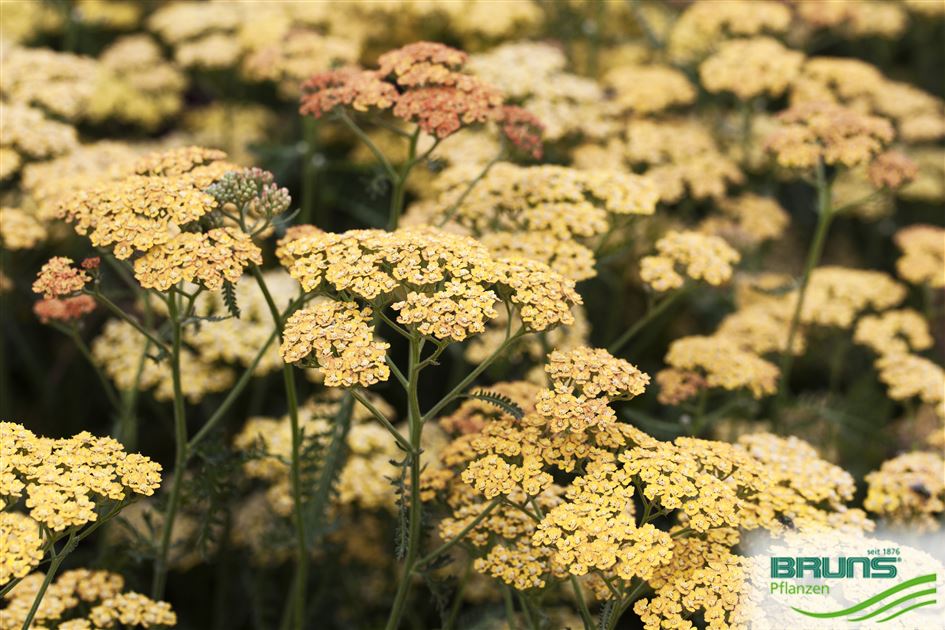 Achillea millefolium 'Terracotta' von Bruns Pflanzen