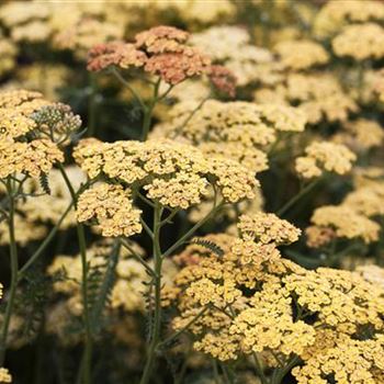 Achillea millefolium 'Terracotta'