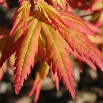 Acer_palm_Orange_Dream_1.jpg