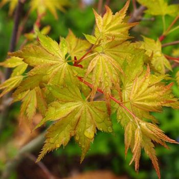 Acer_palm_Orange_Dream.jpg