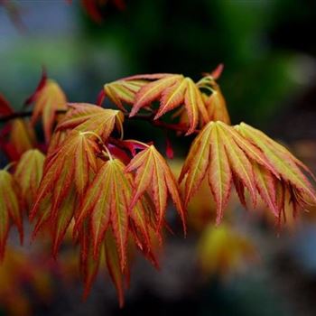 Acer_palm_Orange_Dream_Blatt.jpg