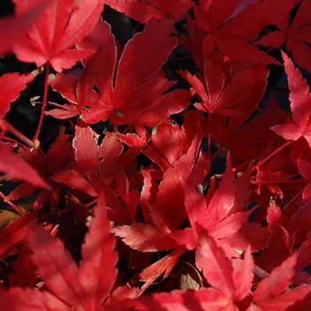 Acer_palmatum_Skeeters_Broom_3.JPG