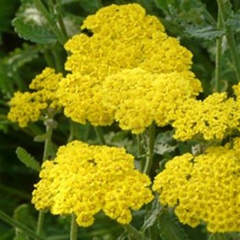 achillea_clypeolata_hybride_moonshine_GM_Q1.jpg