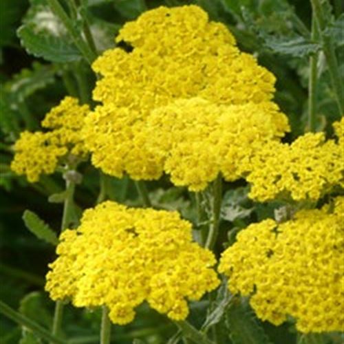 Achillea clypeolata 'Moonshine'