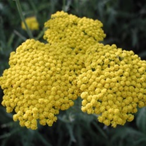 Achillea filipendulina 'Coronation Gold'