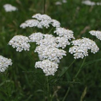 achillea_millefolium_GM_Q1.jpg