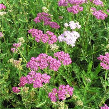 Achillea_millefolium_Cerise_Queen_BM_R3.jpg