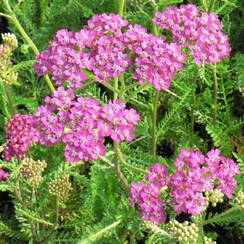 Achillea_millefolium_Cerise_Queen_BM_Q1.jpg