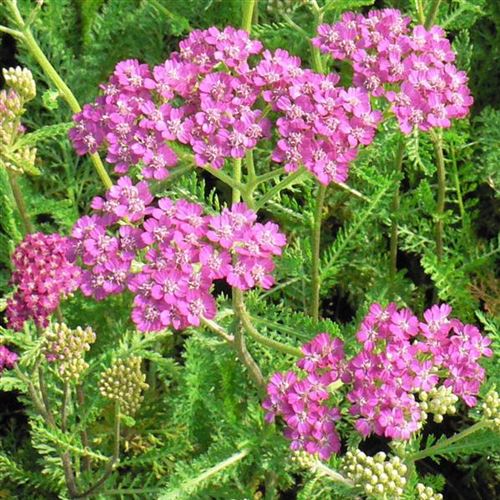 Achillea millefolium 'Cerise Queen'