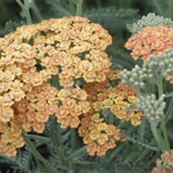 achillea_terracotta_GM_R2.jpg