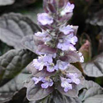 ajuga_reptans_braunherz_GM_Q1.jpg