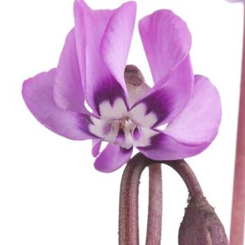 Cyclamen coum