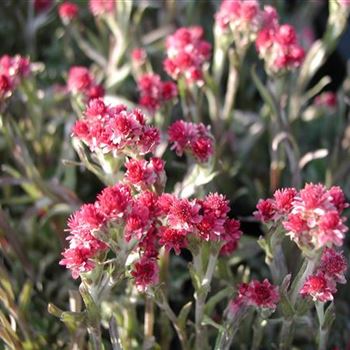 antennaria_dioica_rubra_GM_R2.jpg