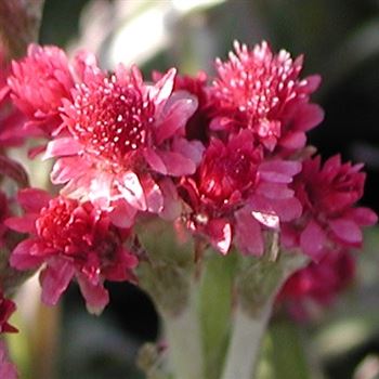 antennaria_dioica_rubra_GM_Q1.jpg