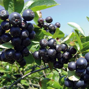 Aronia_prunifolia_Nero.jpg