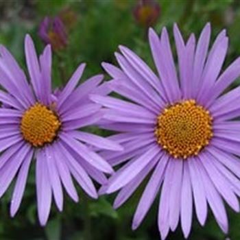 aster_tongolensis_wartburgstern_GM_R2.jpg