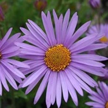 aster_tongolensis_wartburgstern_GM_Q1.jpg