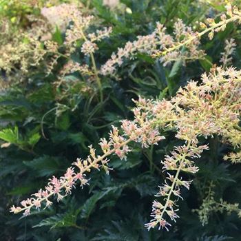 Astilbe_glaberrima_Sprite_ODQ0MzMwNVo.jpg