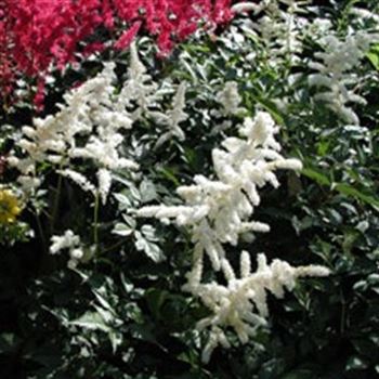 astilbe_japonica_hybride_deutschland_GM_Q1.jpg