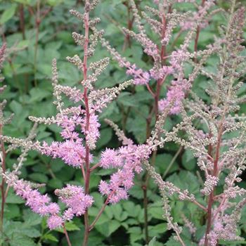 astilbe_japonica_mainz_GM_R2.jpg