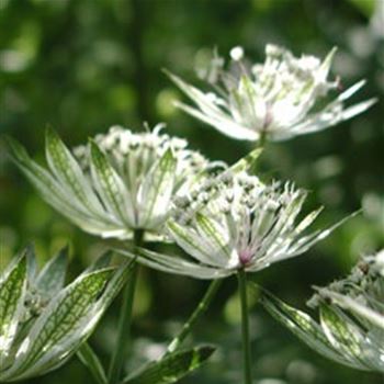 astrantia_major_shaggy_GM_Q1.jpg