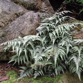 athyrium_niponicum_metallicum_GM_Q1.jpg