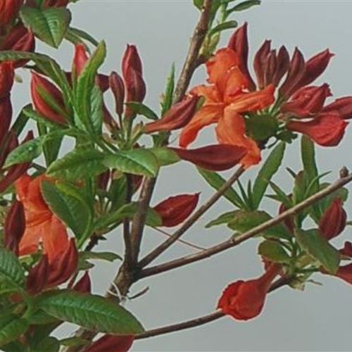 Azalea Knap-Hill 'Barselick'