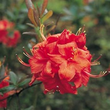 azalea_fireball_HHA_Q1.jpg