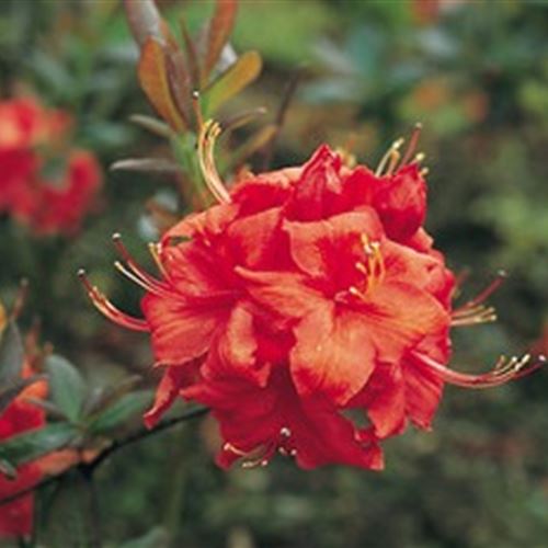 Azalea Knap-Hill 'Fireball'