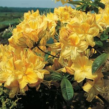 azalea_golden_sunset_HHA_Q1.jpg