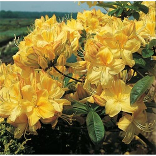 Azalea Knap-Hill 'Golden Sunset'