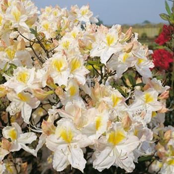 azalea_schneegold_HHA_Q1.jpg