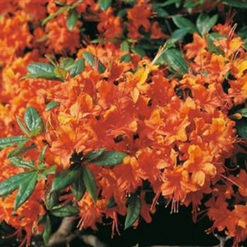 azalea_coccinea_speciosa_HHA_R2.jpg