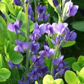 baptisia_australis_GM_R2.jpg