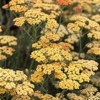 Achillea millefolium 'Terracotta'