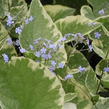 brunnera_macrophylla_hadspen_cream_GM_R2.jpg